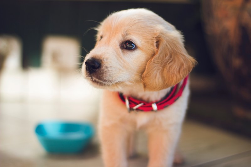dog puppy collar and fur 4k