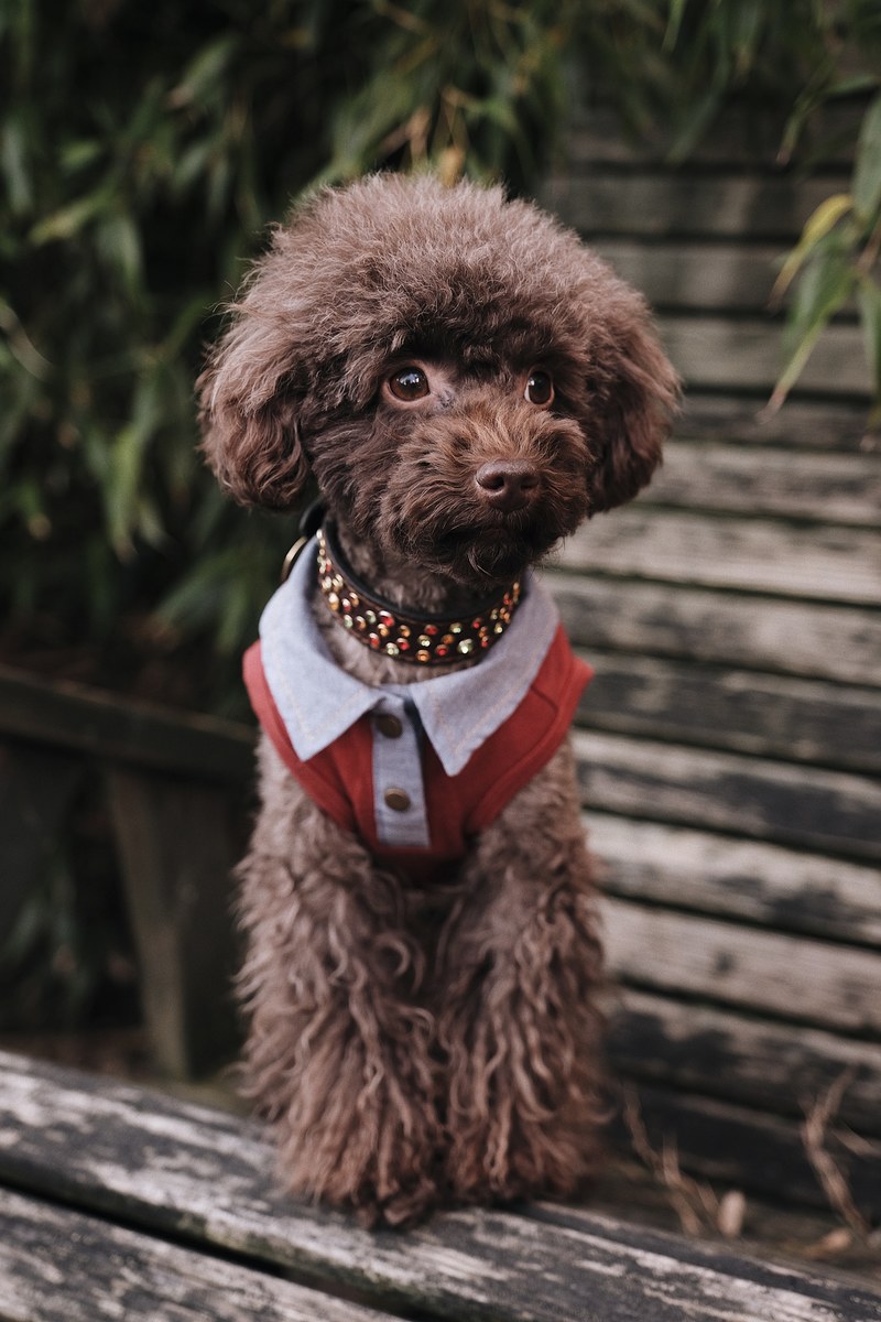 poodle in the garden 4k