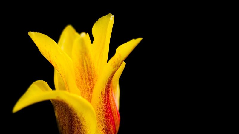 tulip, flower, bud, petals, 4k