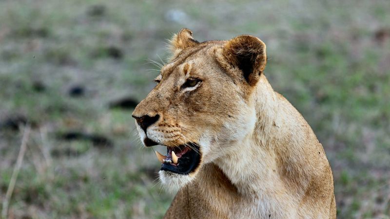 lioness, predatory, grin, 4k