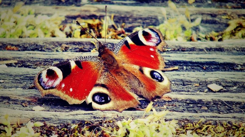 butterfly, wings, patterns, 4k