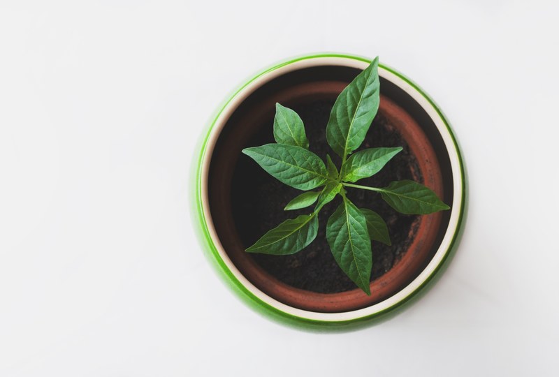 overhead shot of a green potted plant on a white surface, green house plant 4k