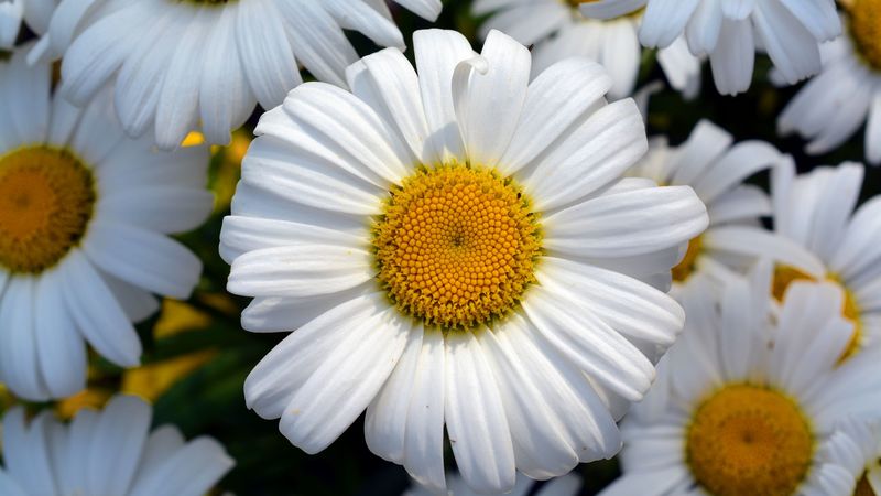 daisy, flower, petals, field, 4k