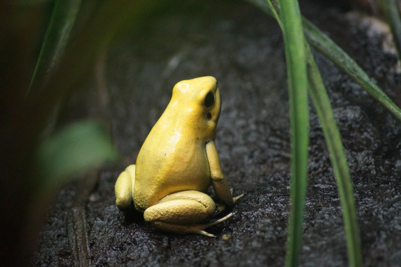 frog animal amphibian and tree frog 4k