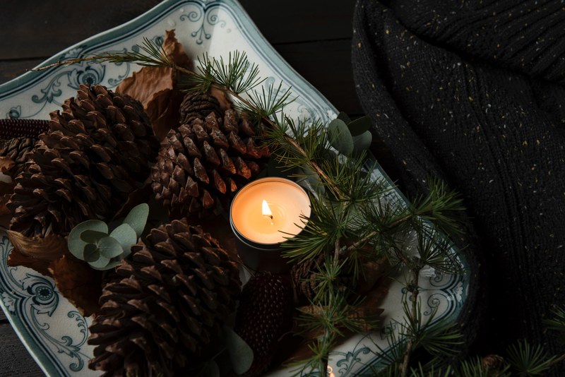 cone pine cone pine and leaf 4k