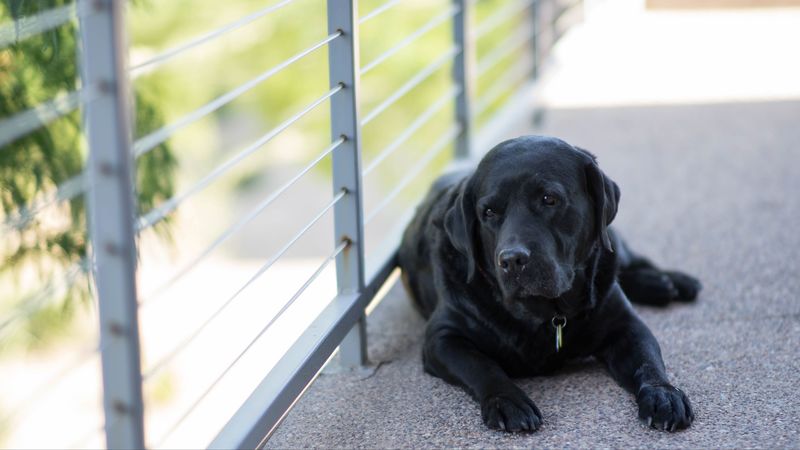labrador, dog, lying, black, 4k