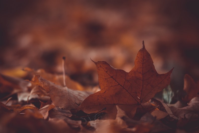 leaf fall autumn and maple leaf 4k