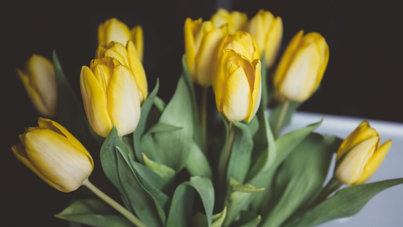 tulips, flowers, bouquet, yellow, 4k