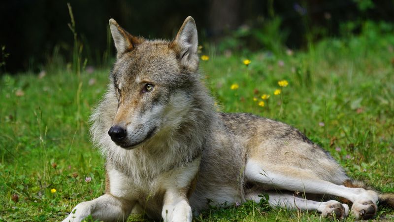 wolf, predator, grass, glance, 4k