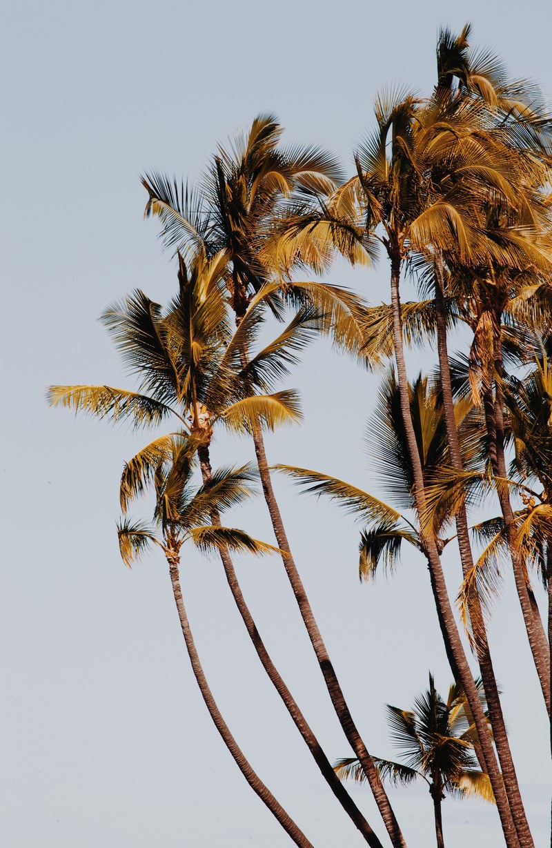 tree palm tree coast and palm hd, 4k