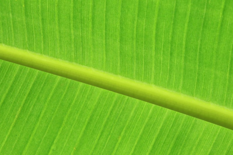 banana leaf 4k