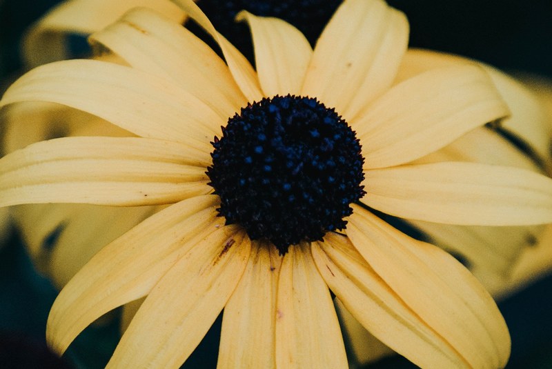 daisy flower petal and yellow 4k