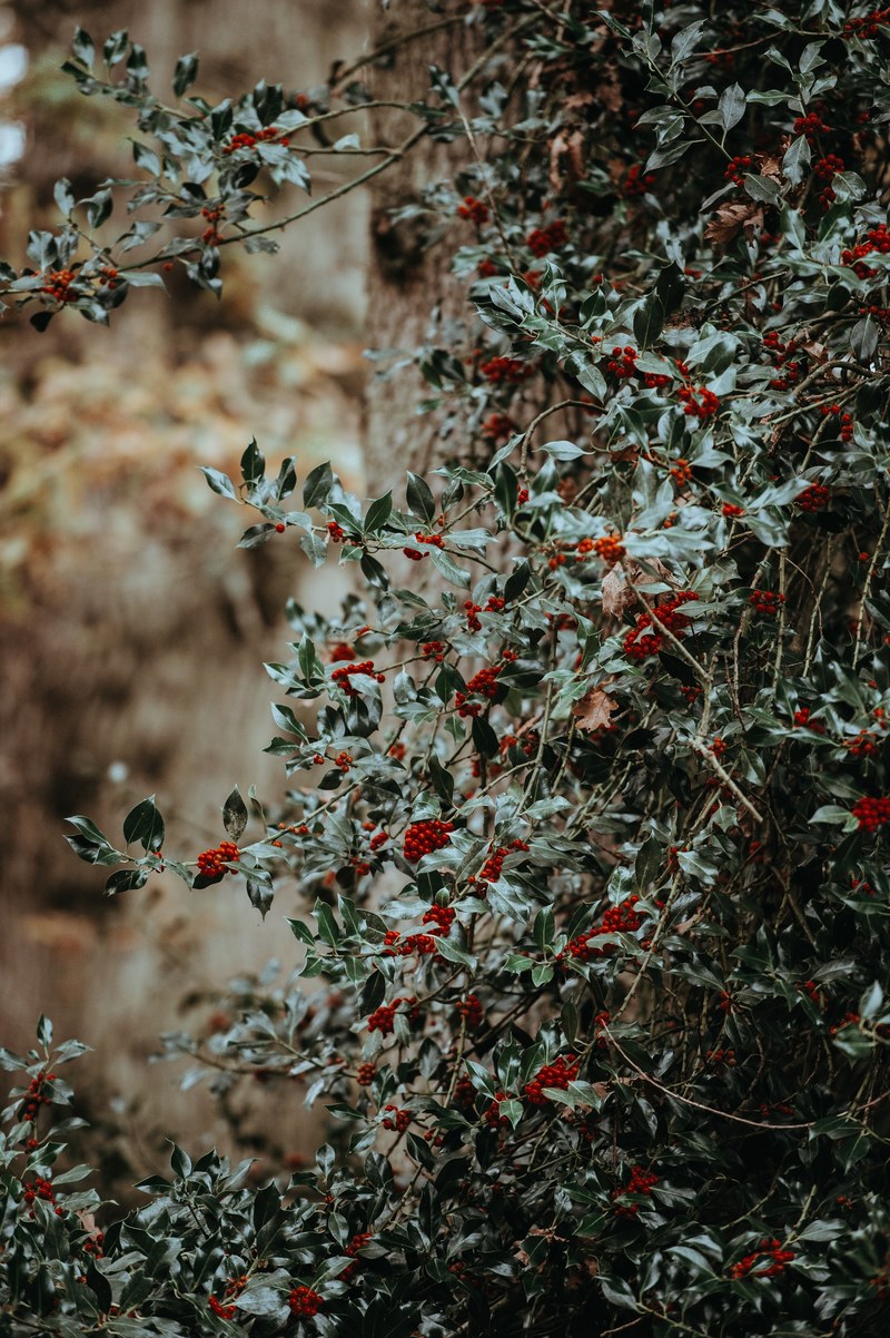 holly and holly berries 4k