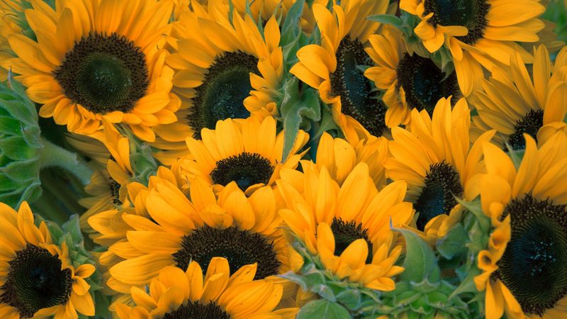 sunflowers, flowers, lots, 4k