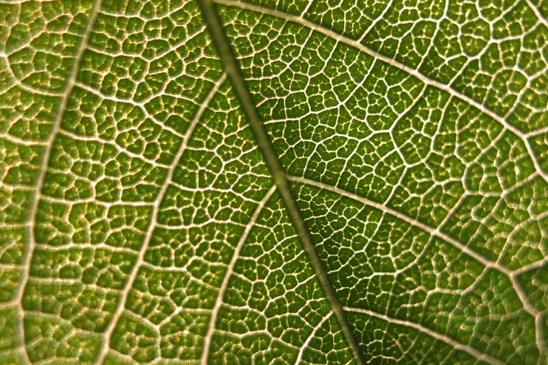 a macro shot of the veiny surface of a leaf, leaf texture in macro 4k