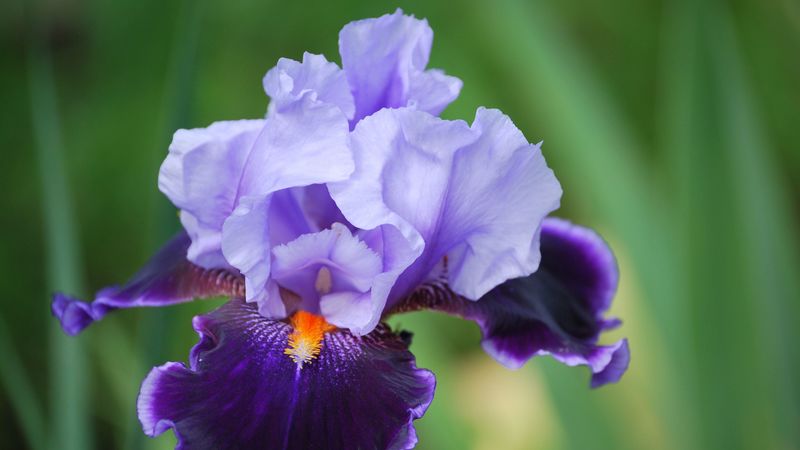 iris, flower, petals, close-up, 4k