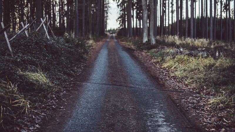 path, road, grass, trees, 4k