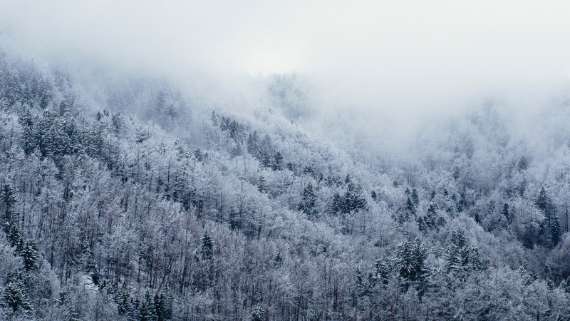 a forest landscape dusted with snow on a hill in the fog, a snowy forest landscape 4k