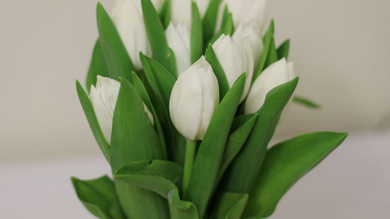 tulips, flowers, bouquet, white, 4k