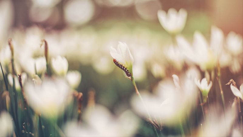 caterpillar, grass, flowers, macro, blurring, 4k