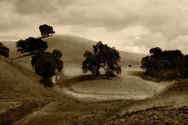 a black and white shot of a hilly rural area with cows grazing in the distance, hilly pasture 4k