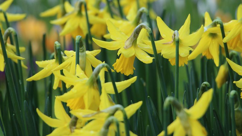 narcissus, flowers, buds, stems, 4k