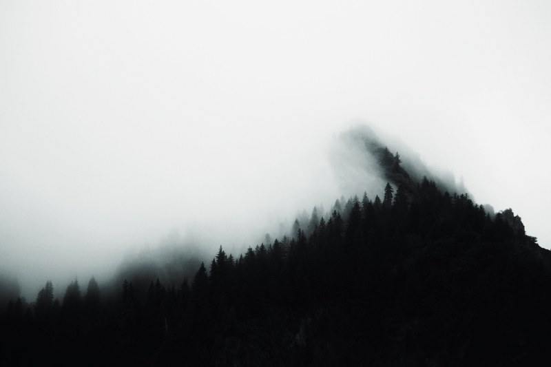 a heavy fog descending on evergreen trees in kenai fjords national park, am i vsco yet 4k