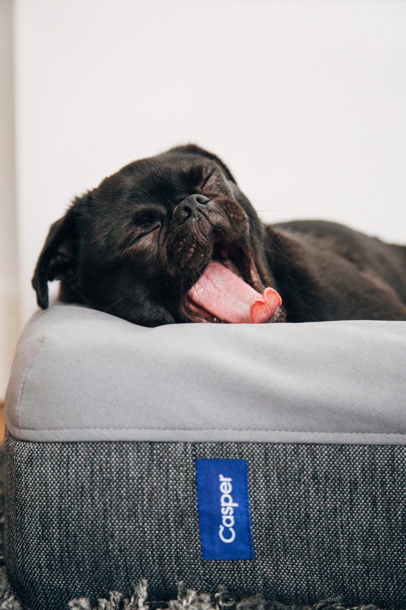 a dog sticking his tongue out while lying down in a dog bed and yawning, _tired pug 4k