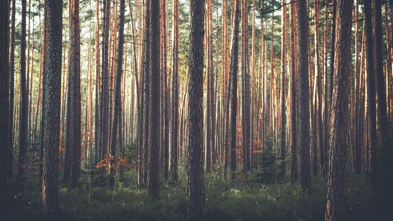 forest, pine, trees, grass, 4k