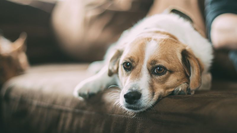 dog, muzzle, sofa, lying, 4k