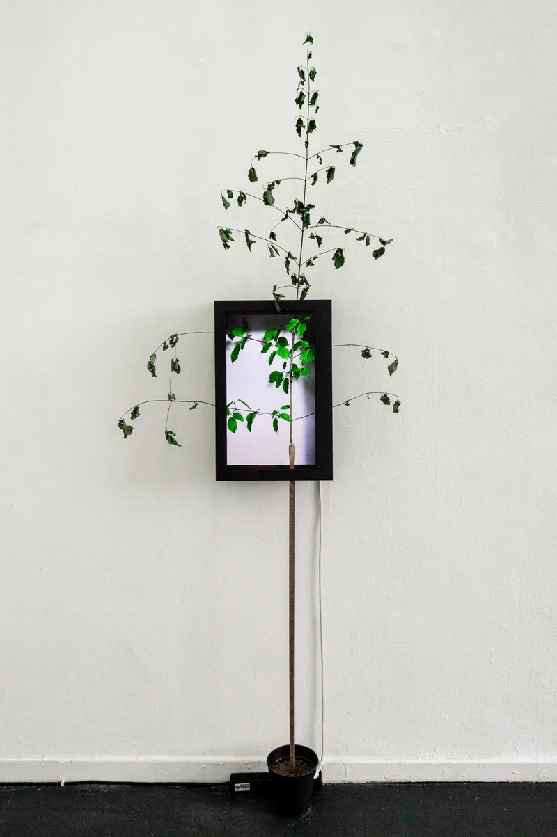 a tall potted plant and a photo frame on a white wall, old tree in tablet 4k