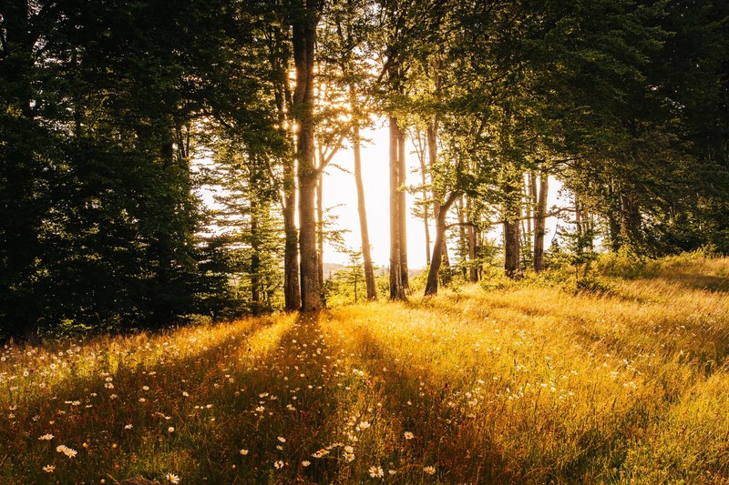 a copse of trees near a meadow during the golden hours, trees near a golden meadow 4k