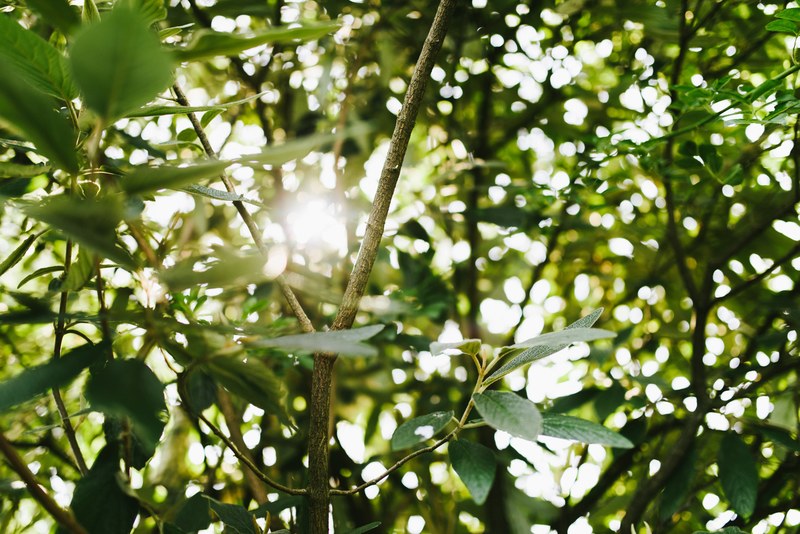 tree leafe branch and sun 4k
