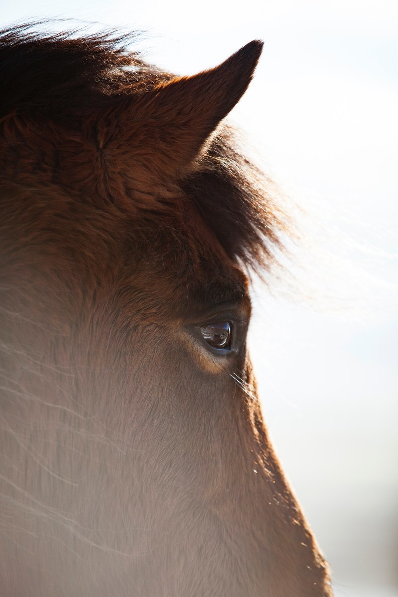 icelandic pony 4k