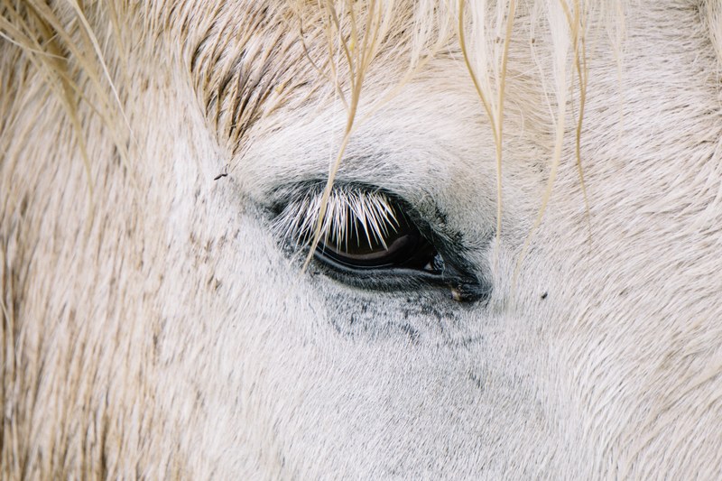 horse eye horse eye and animal 4k