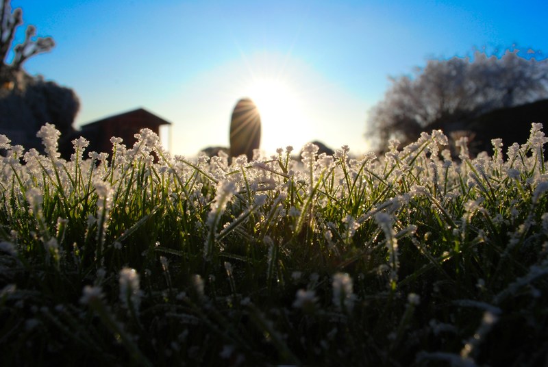 a low shot of a patch of white flowered grass with sun shining above, sunrise over white flowered grass 4k