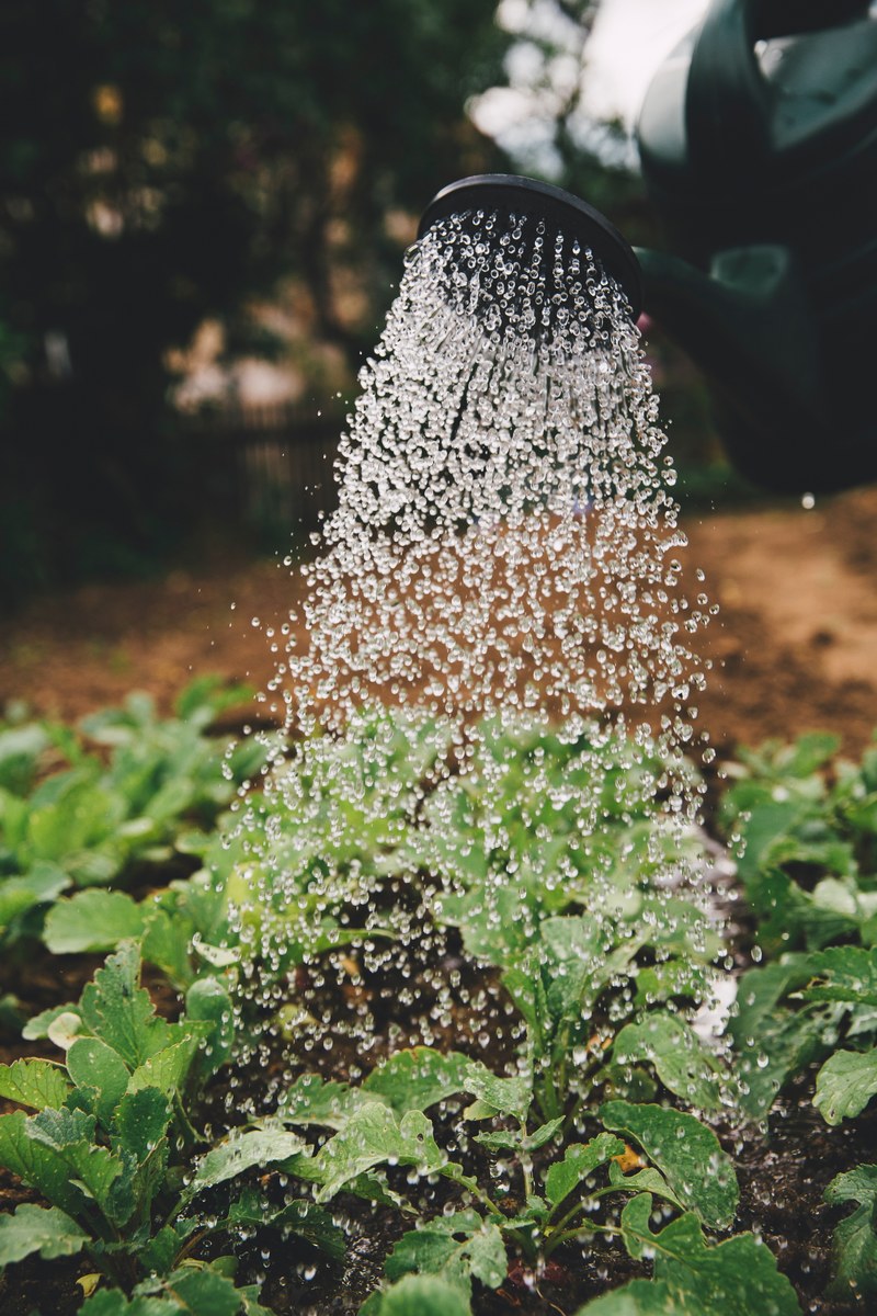 watering can water droplets and garden hd, 4k