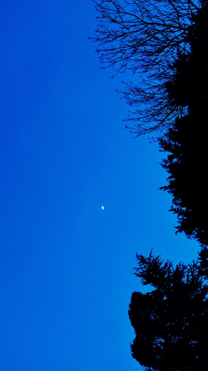 trees and a blue night sky, _trees blue night sky 4k
