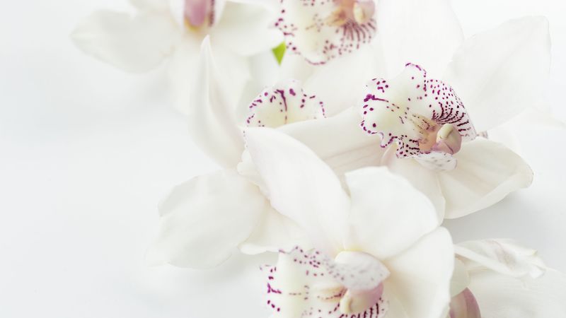 orchids, flowers, buds, spots, 4k