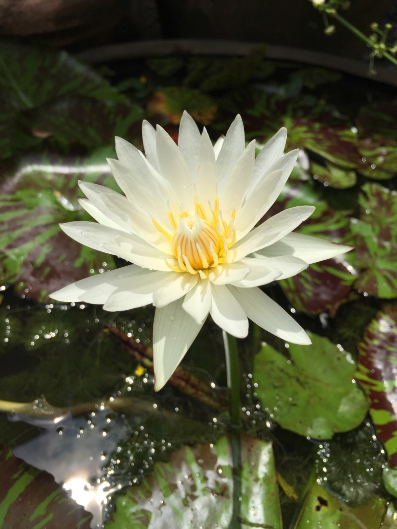 water lily grows in a serene pond, white lily bloom on a sunny day 4k
