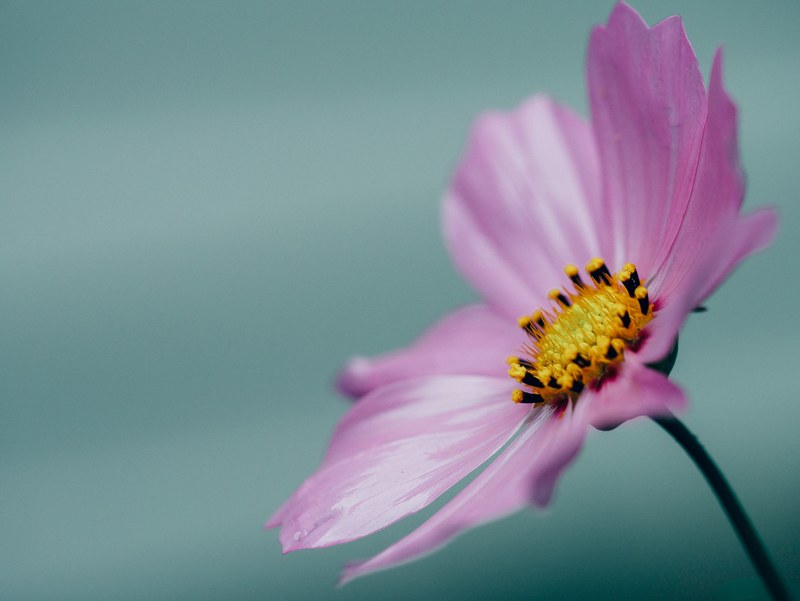close up of wet petals of a flower with a yellow center, pink flower after rain 4k