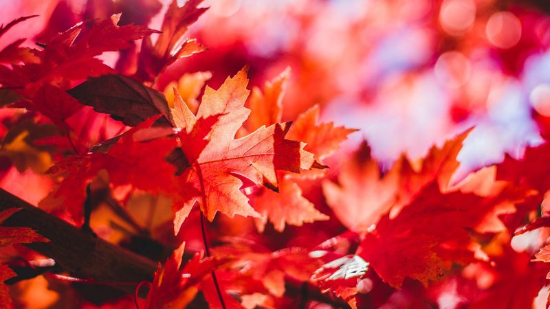 maple, leaves, reflections, 4k