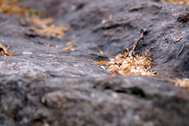 macro of dried autumn leaves and twigs on a rocky ground, dried autumn leaves 4k