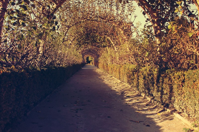 sun lit dirt path going through the plant tunnel, dirt path through the plant tunnel 4k