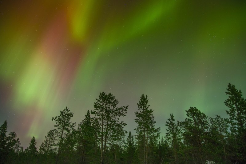 green and red aurora borealis on a starry sky over a forest, green and red polar lights 4k