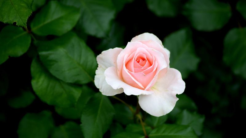 rose, bud, pink, bush, 4k