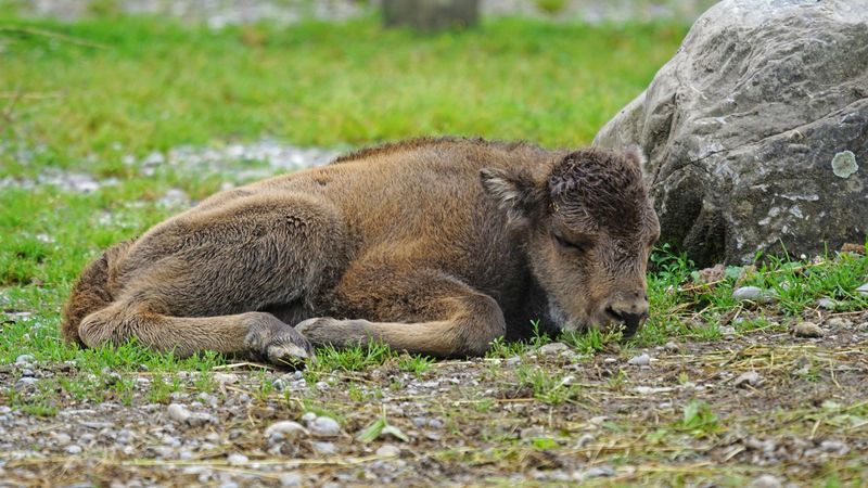 bison, calf, lying, grass, stone, 4k