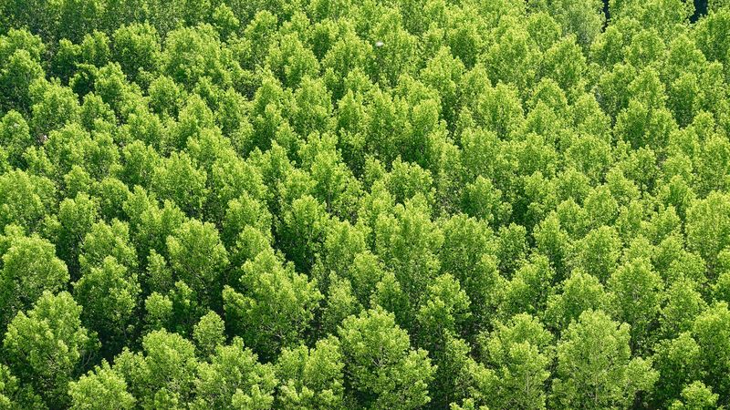 forest, trees, view from above, 4k