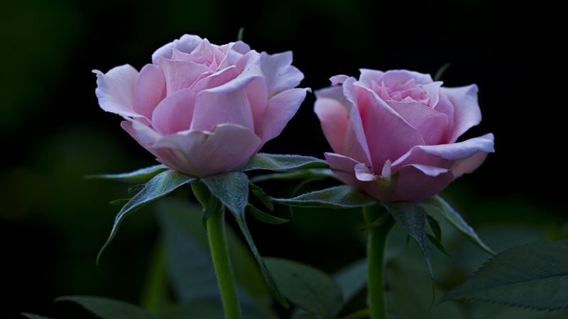 roses, flowers, petals, buds, 4k