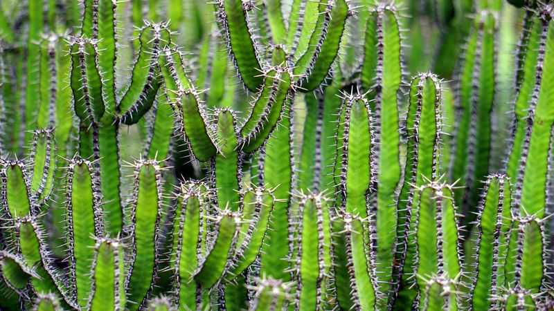 cactus, flower, thorn, plant, 4k